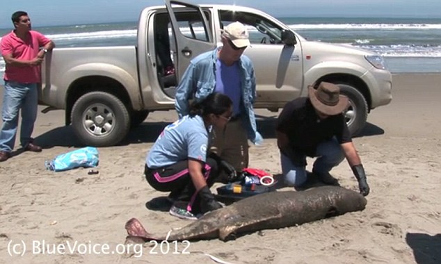 Concerned: Conservationists in Peru counted 615 dead dolphins along a 90-mile stretch of beaches on Wednesday